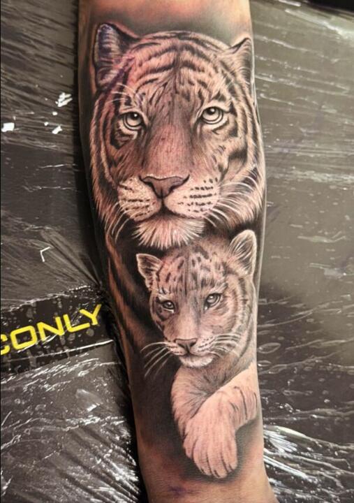 Tigre com filhote